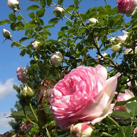 Couette-café Entre Cour Et Jardin *