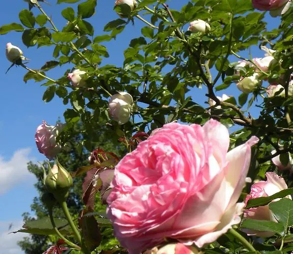 Couette-café Entre Cour Et Jardin *